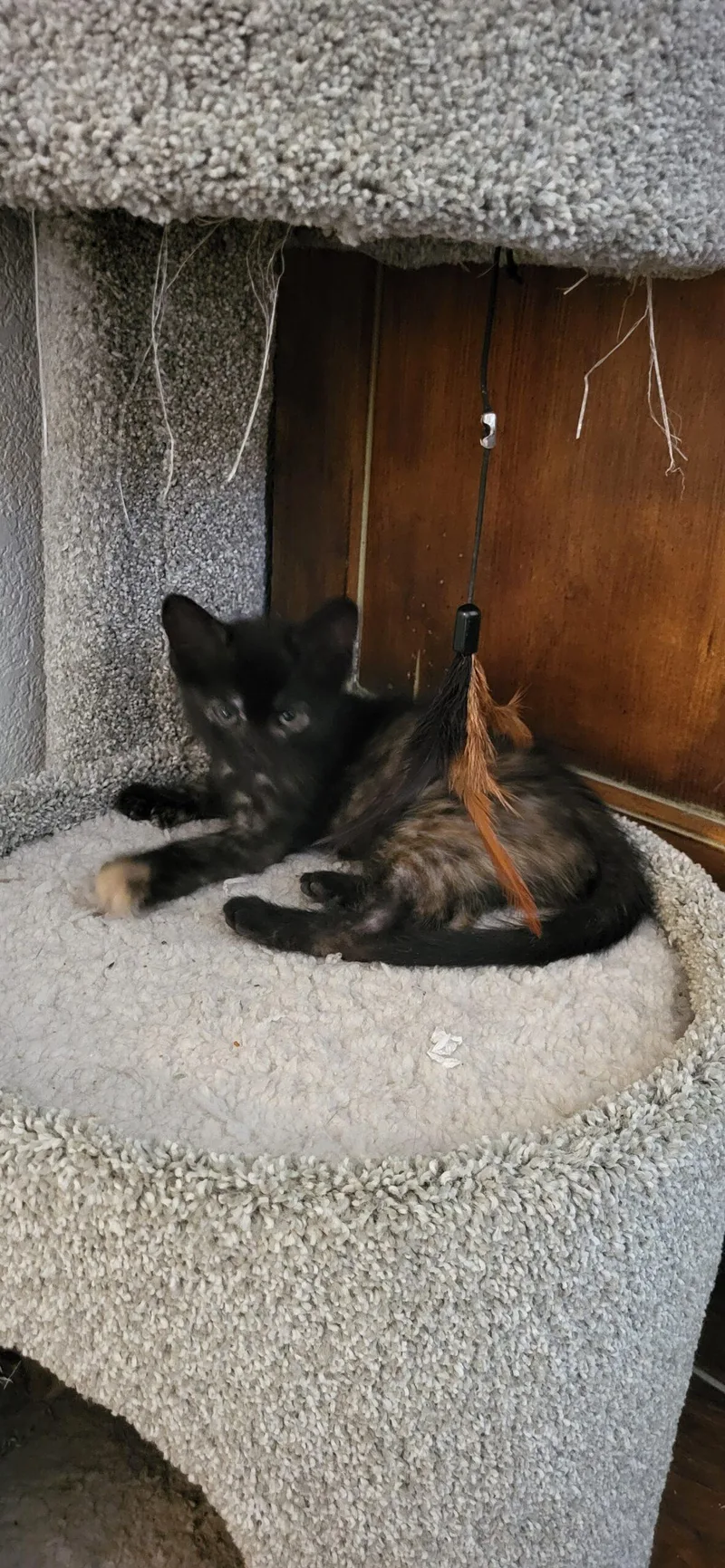 A baby small-sized female Tortoiseshell cat named Lady for adoption in Gilbert, AZ
