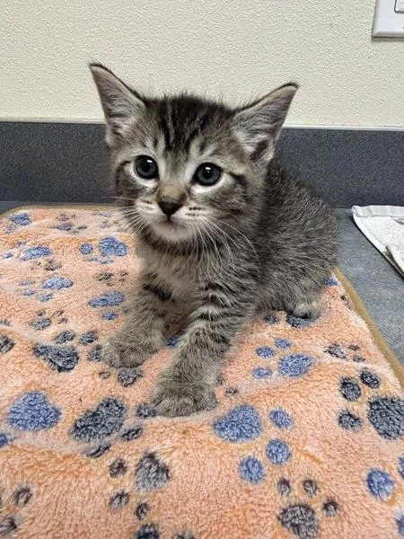 Oscar