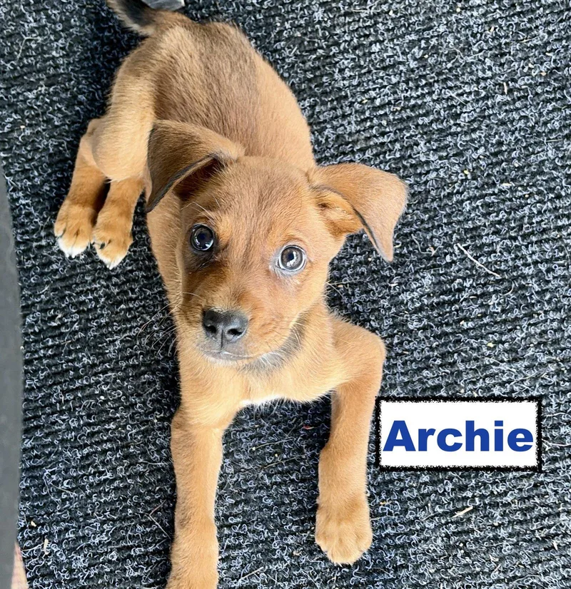 A baby medium-sized male Border Collie dog named Archie for adoption in Spring City, PA