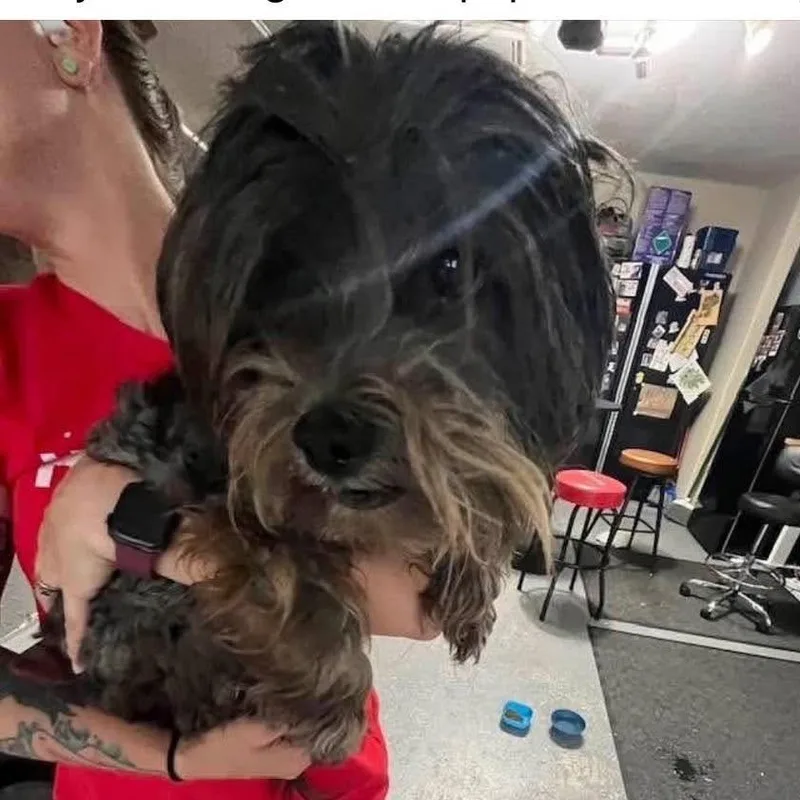 An adult small-sized female Black Shih Tzu dog named Milrany for adoption in Allen, TX