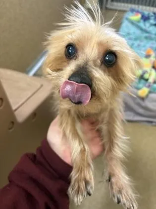 Ollie Iko Bonded Pair