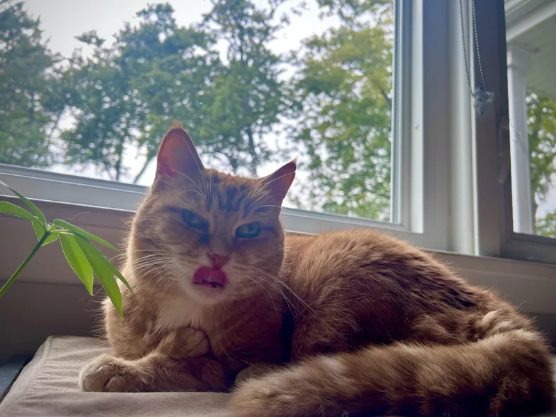 An adult medium-sized female Tabby (Orange / Red) Domestic Short Hair cat named Bebe for adoption in Plainfield, IL