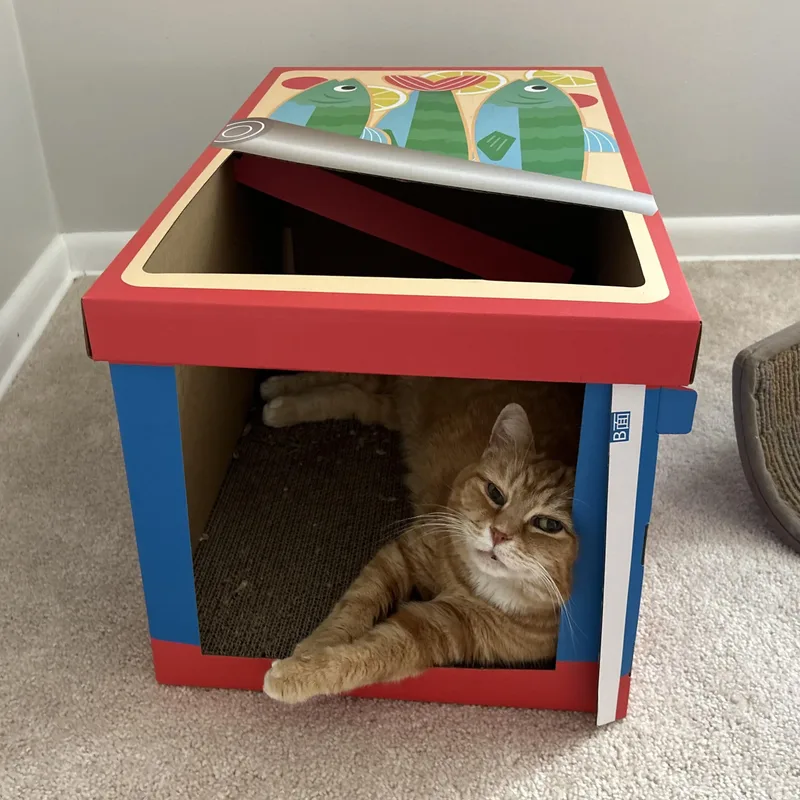 Bebe thumbnail 5