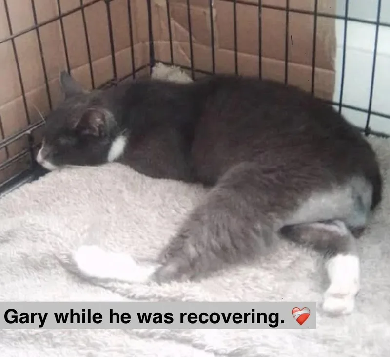 An adult medium-sized male American Shorthair cat named Gary for adoption in Glastonbury, CT