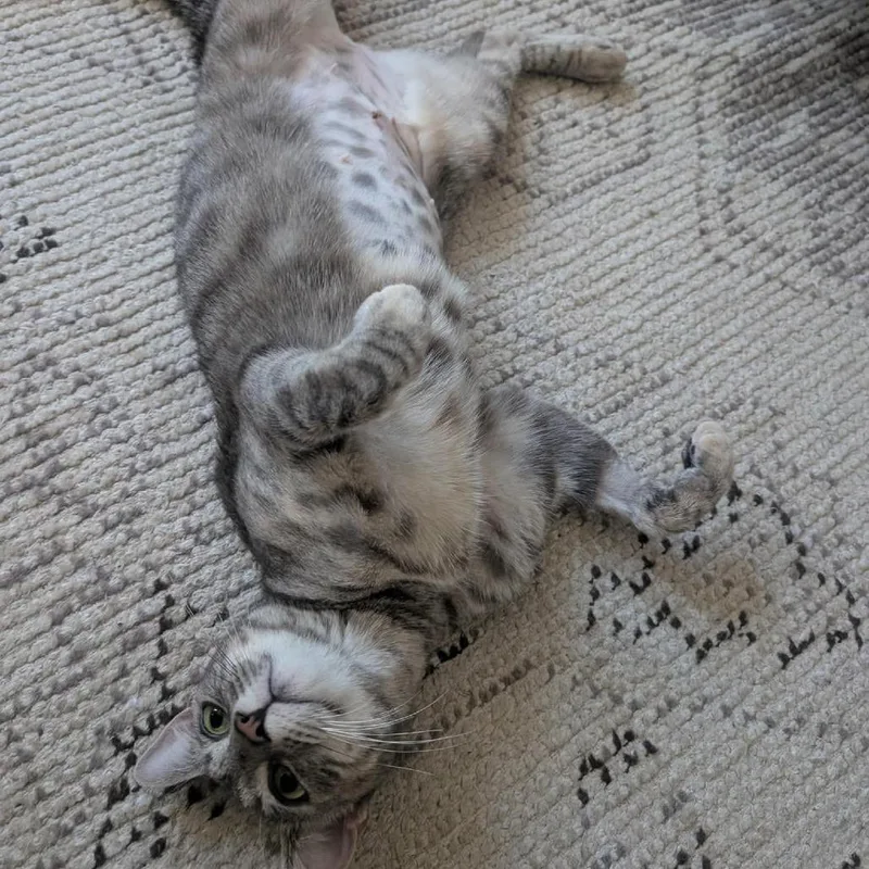 An adult small-sized female Gray / Blue / Silver Domestic Short Hair cat named Daisy for adoption in San Diego, CA