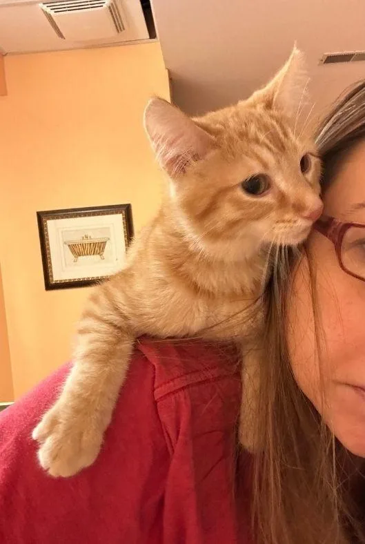 A baby small-sized male Orange / Red Tabby cat named Garfield for adoption in Wheaton, IL