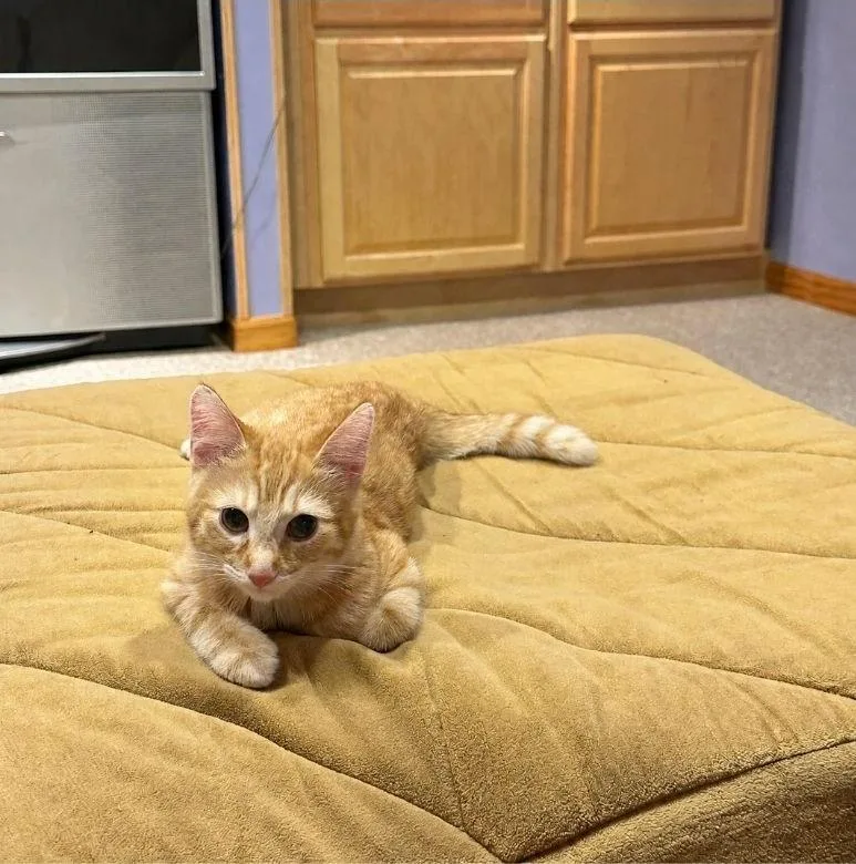 Garfield thumbnail 2