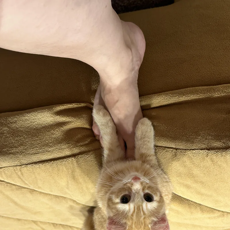 Garfield thumbnail 4
