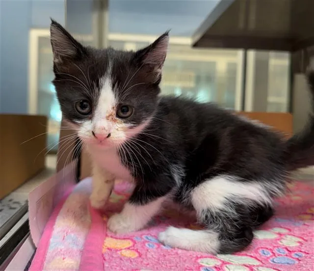 A baby small-sized female Domestic Short Hair cat named Betty for adoption in Baytown, TX