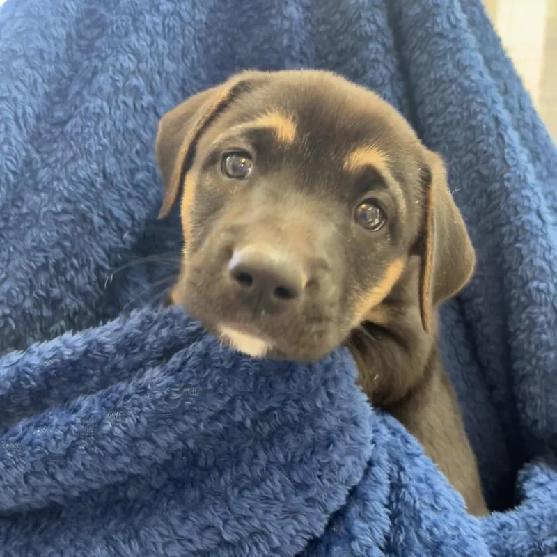 A baby medium-sized male Black Boxer dog named Oswald for adoption in Kanab, UT