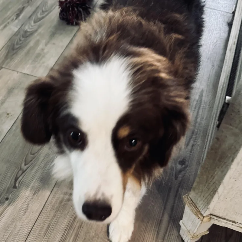 An adult small-sized female Red / Chestnut / Orange Australian Shepherd dog named Ruby for adoption in Louisburg, KS