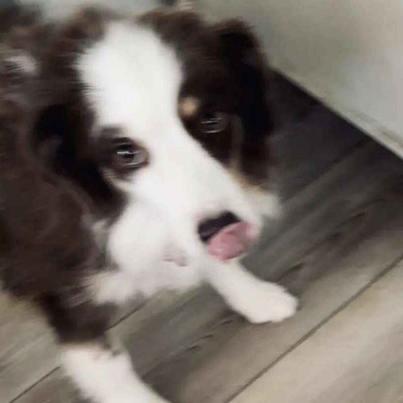 Ruby thumbnail 2