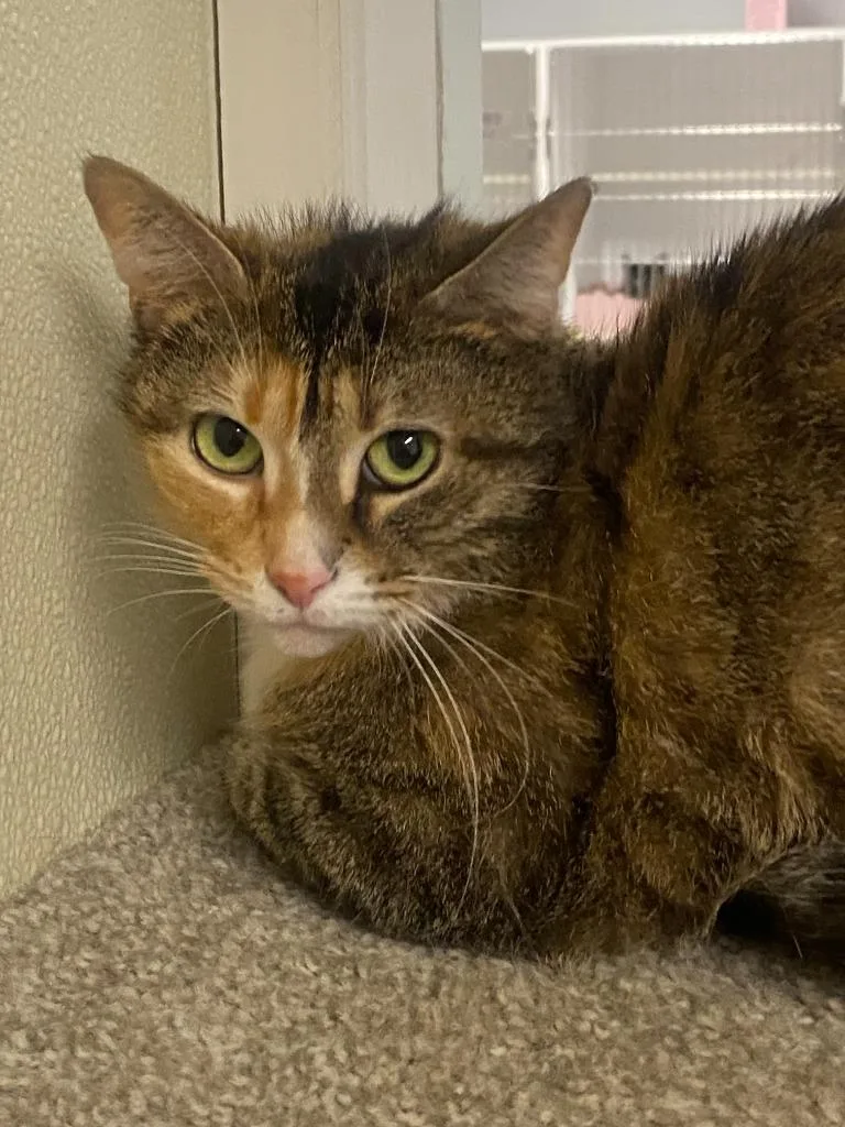 A baby medium-sized female Domestic Short Hair cat named Lorelai for adoption in Sandusky, OH