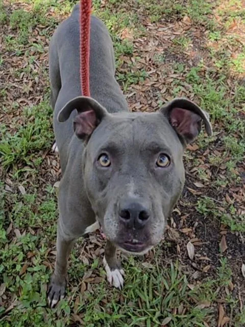 A young medium-sized female Pit Bull Terrier dog named Stary for adoption in Fort Lauderdale, FL