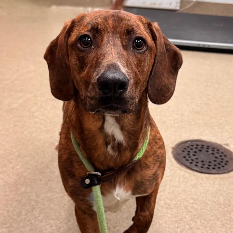 An adult medium-sized female Brindle Hound dog named Daisey for adoption in Birdsboro, PA