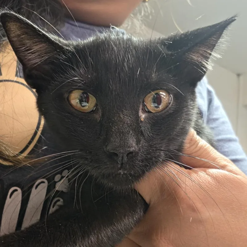A baby small-sized male Black Domestic Short Hair cat named T.c. for adoption in Leander, TX