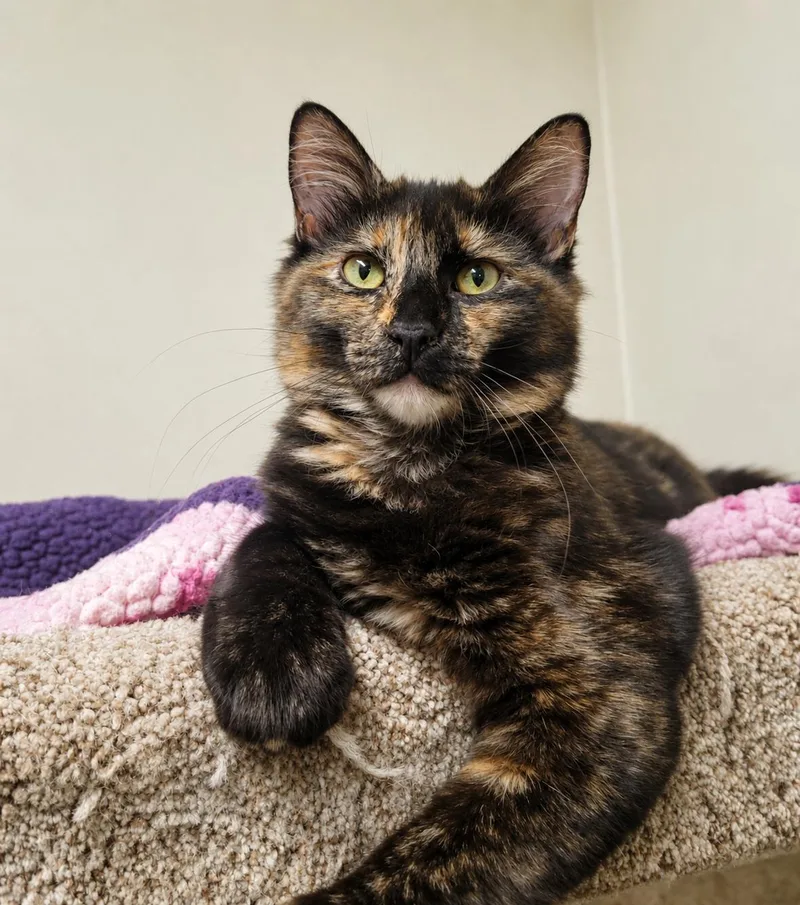 A young medium-sized female Tortoiseshell Domestic Short Hair cat named Truffle for adoption in Lodi, CA