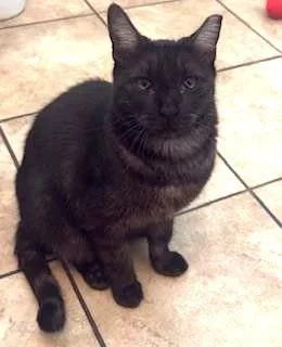 An adult medium-sized female Black Domestic Short Hair cat named Baby Shrimp for adoption in Chandler, AZ