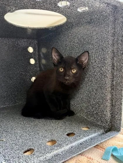 A young medium-sized male Black Domestic Short Hair cat named Pewter for adoption in Key West, FL