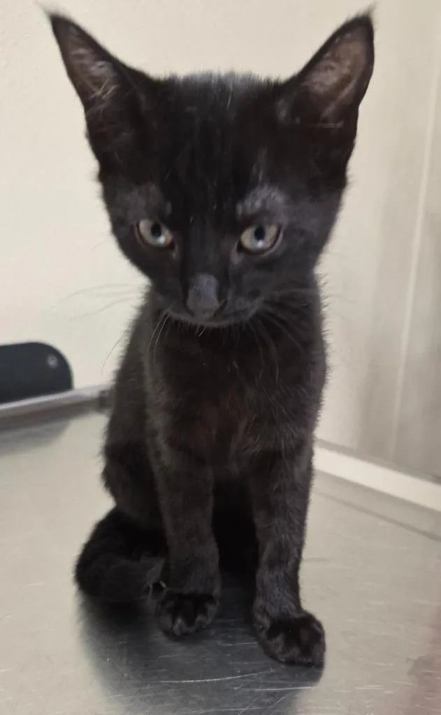 A baby medium-sized female Domestic Short Hair cat named Cadaba for adoption in Christiansburg, VA