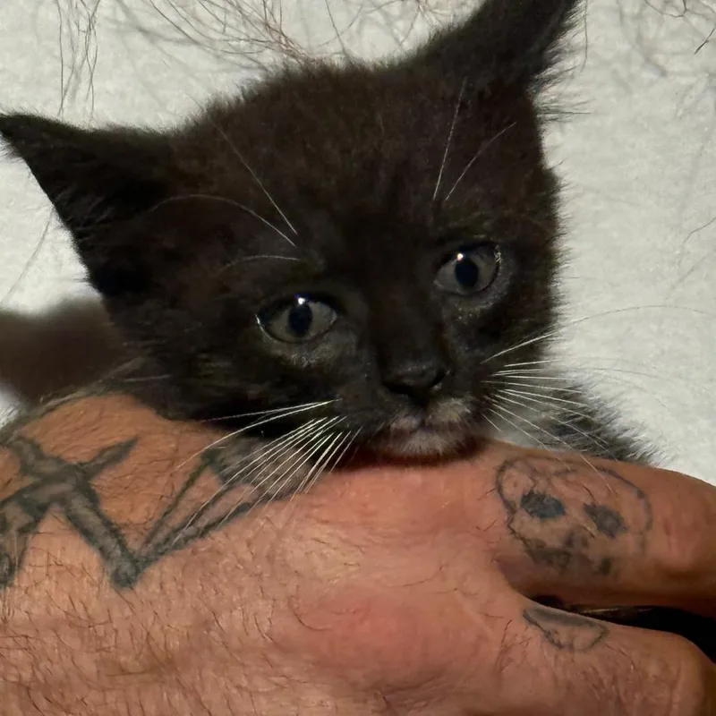 A baby small-sized female Black Domestic Short Hair cat named Kera for adoption in West Palm Beach, FL