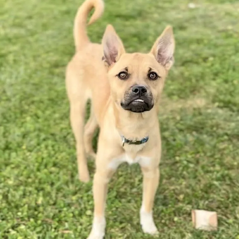 A young small-sized male Yellow / Tan / Blond / Fawn Mixed Breed dog named Scrappy for adoption in Washington Township, OH