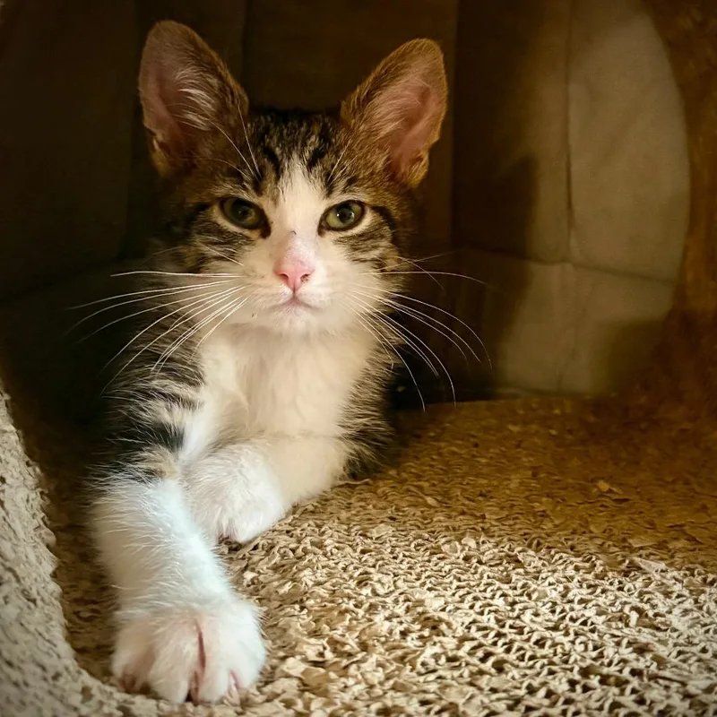 A baby small-sized male Brown / Chocolate Domestic Short Hair cat named Fable for adoption in Falls Church, VA