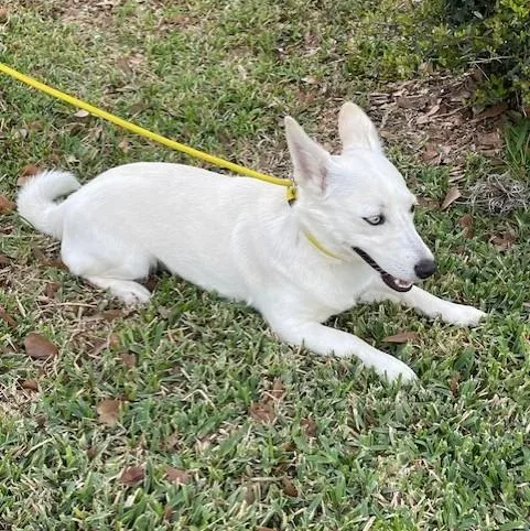 Piper  Beautiful Eyes thumbnail 2