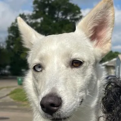 A young small-sized female Harlequin Chiweenie dog named Piper Beautiful Eyes for adoption in Houston, TX