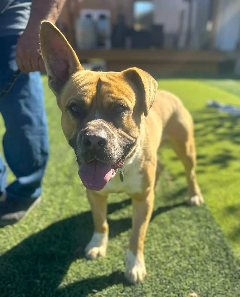 An adult large-sized male Yellow / Tan / Blond / Fawn Boxer dog named Billy for adoption in Ventura, CA
