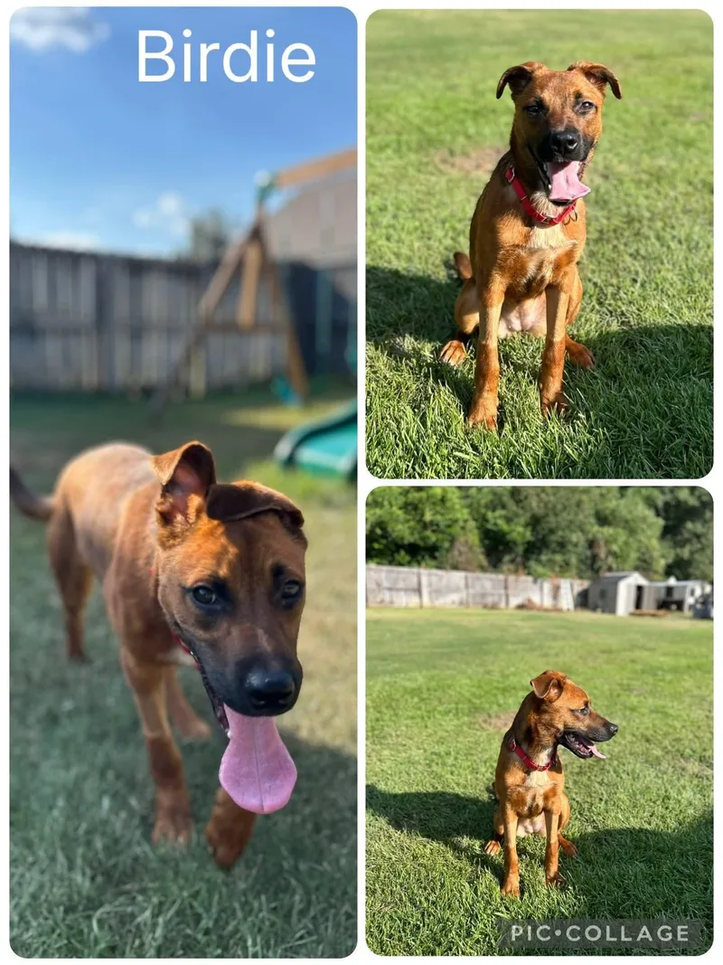 A young medium-sized female Shepherd dog named Birdie for adoption in Enterprise, AL