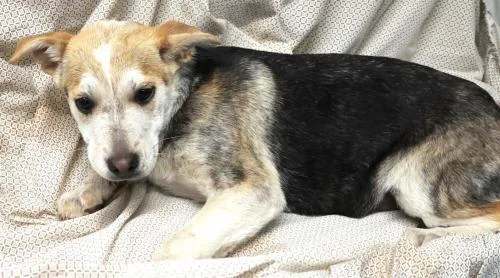 A young medium-sized female Shepherd dog named Viren for adoption in Thief River Falls, MN