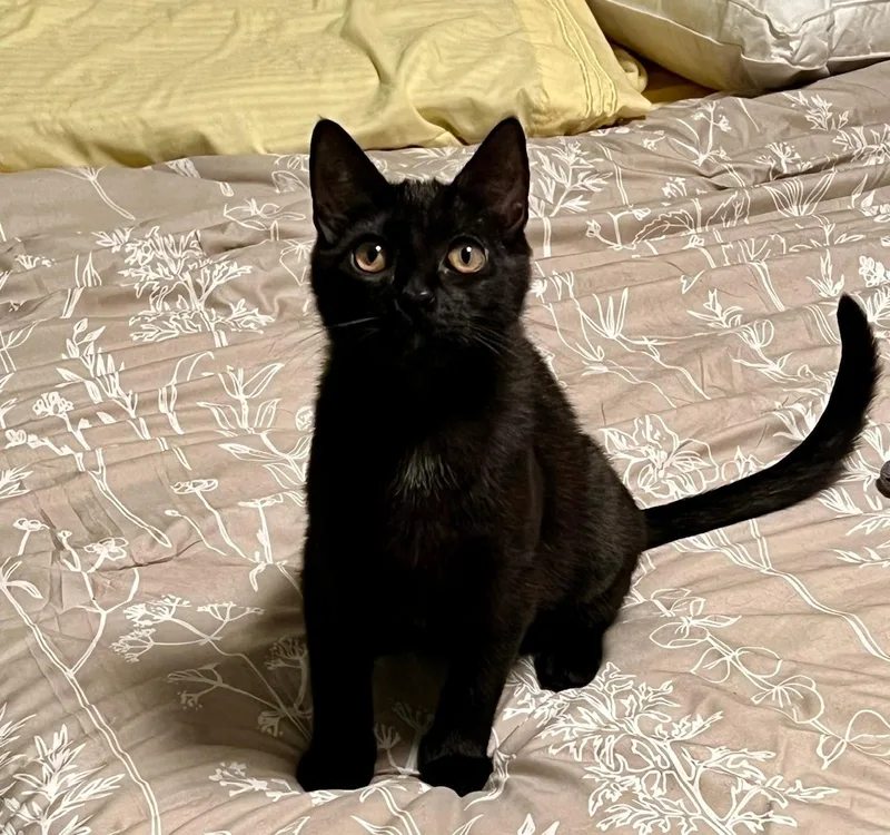 Mercedes thumbnail 3