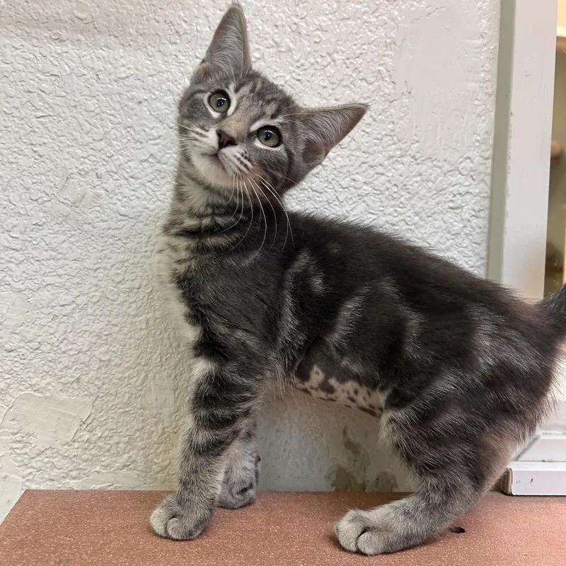 A baby small-sized female Gray / Blue / Silver Domestic Short Hair cat named Bella for adoption in Fresno, CA