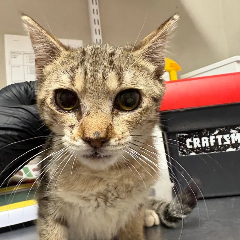 A young medium-sized female Gray / Blue / Silver Domestic Short Hair cat named Zuzu for adoption in Yuma, AZ