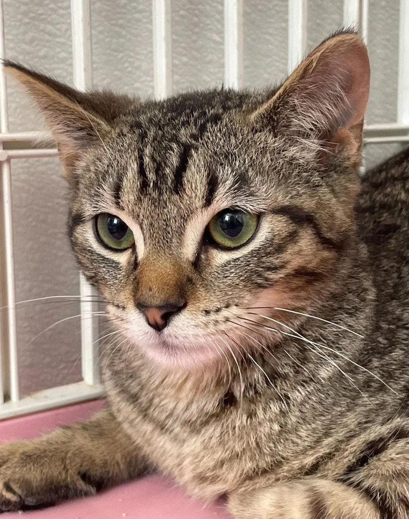 A baby medium-sized male Tabby cat named Gabriel for adoption in Island Lake, IL