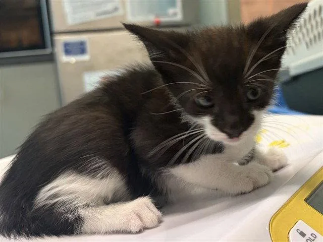 A baby small-sized male Domestic Medium Hair cat named Spike for adoption in Tavares, FL