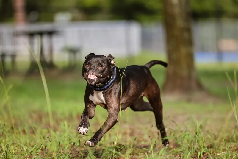 An adult medium-sized male Mixed Breed dog named Binks for adoption in Gainesville, FL