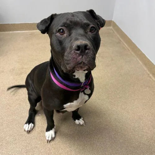 An adult medium-sized female Pit Bull Terrier dog named China for adoption in Aurora, CO