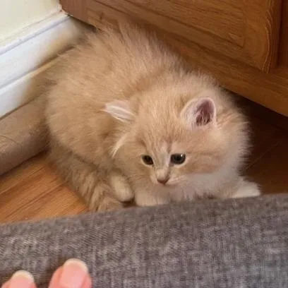 A baby small-sized female Buff / Tan / Fawn Domestic Medium Hair cat named Blaze for adoption in Melbourne, KY