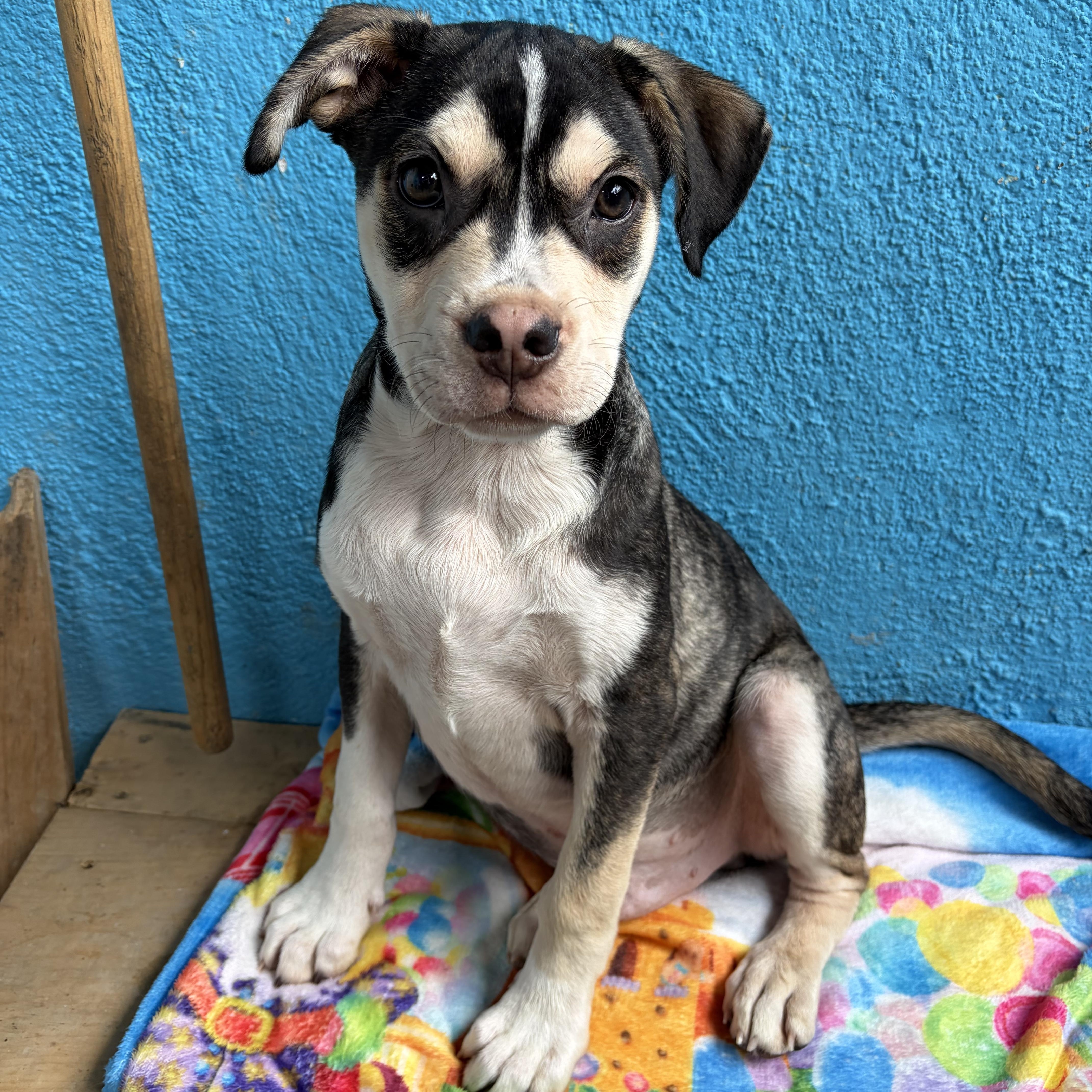 A baby medium-sized male Bicolor Boxer dog named Cooper for adoption in Poway, CA