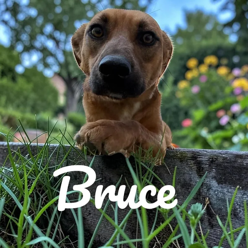 Bruce