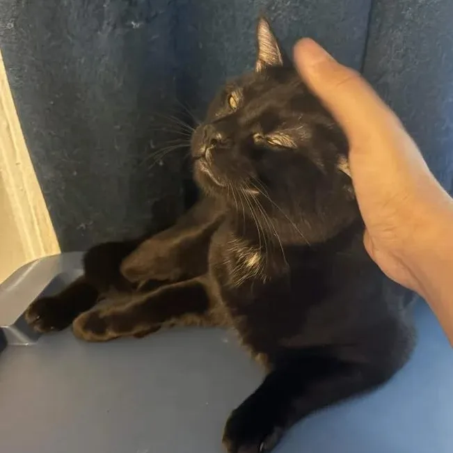 A young medium-sized male Black Domestic Short Hair cat named Mr. Black & Toothless for adoption in Weehawken, NJ