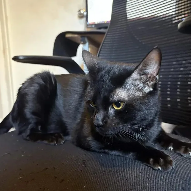 Mr. Black & Toothless thumbnail 2
