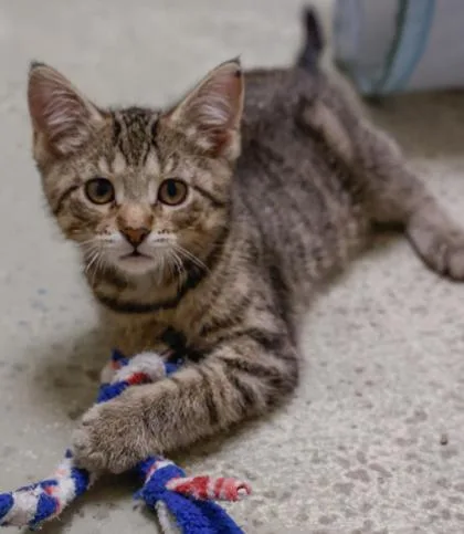 A baby small-sized female Domestic Short Hair cat named Coconut for adoption in Baraboo, WI