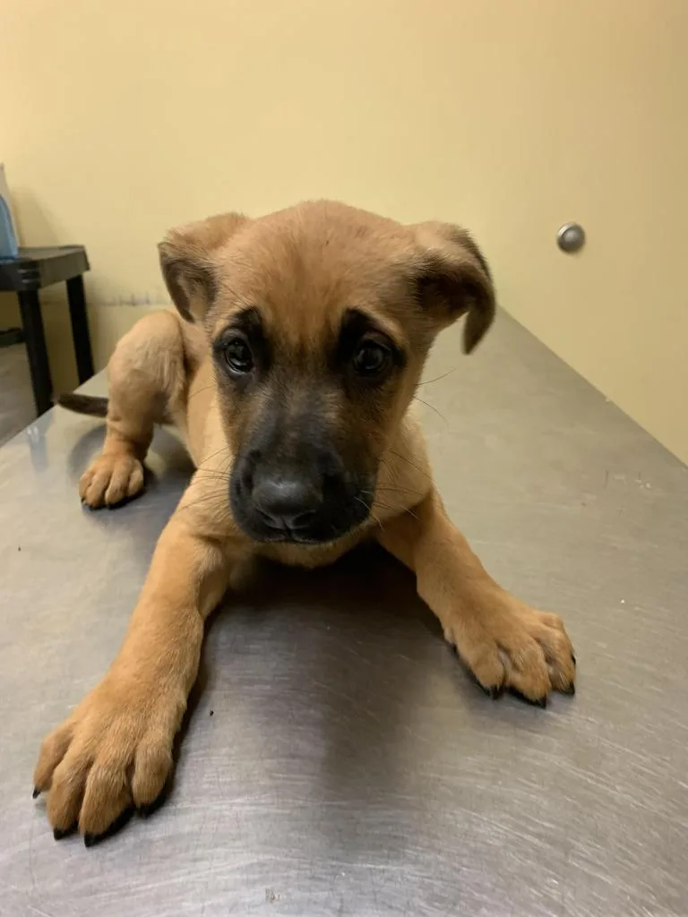 A baby medium-sized male Mixed Breed dog named Natty for adoption in Florence, SC