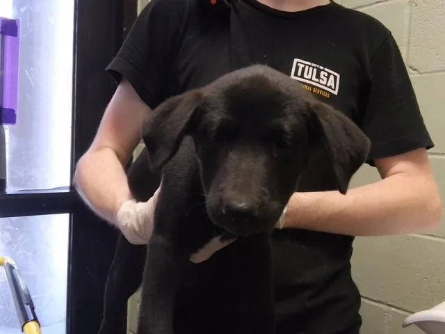 A baby small-sized female Labrador Retriever dog named Fago for adoption in Tulsa, OK