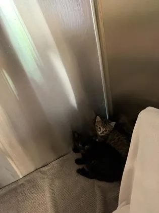 A baby small-sized female Domestic Short Hair cat named Meringue for adoption in Independence, MO