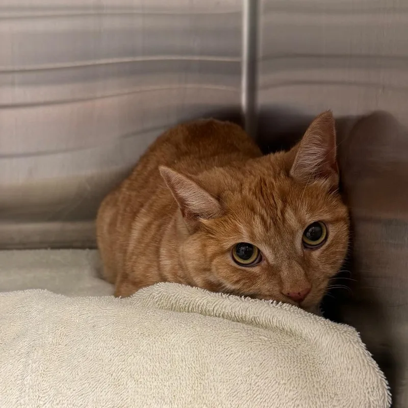 An adult large-sized female Domestic Short Hair cat named Oatmeal for adoption in Tampa, FL