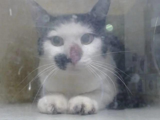 A young small-sized female Domestic Short Hair cat named A for adoption in Moreno Valley, CA